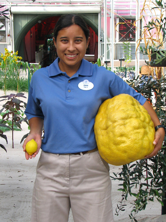 9lbs-lemon (Disney World)