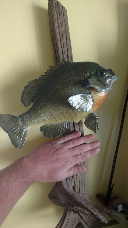 IMG_20171124_104451546