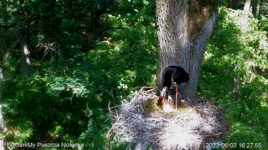 Zrzut ekranu (16896)