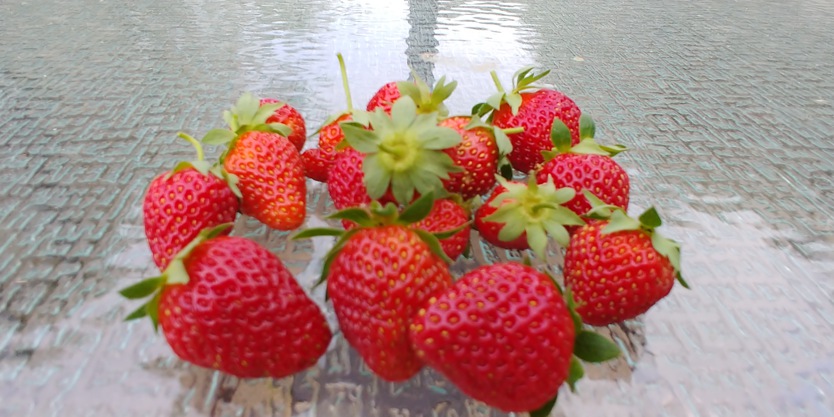 [Image: Volunteer-Strawberries.jpg]