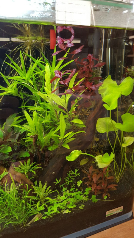 originale_IMG-20160606-WA0002