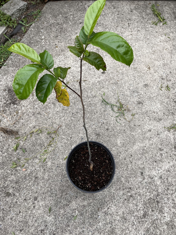 DEFA6498-6BD7-4A62-AB48-61304C324E4A