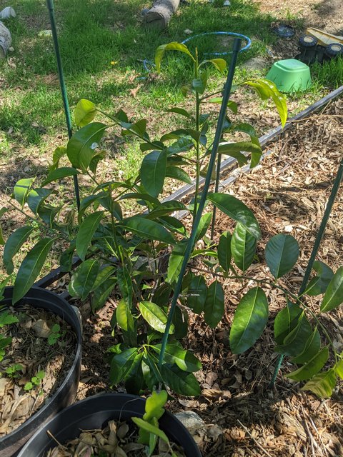 PXL_20250323_201702763