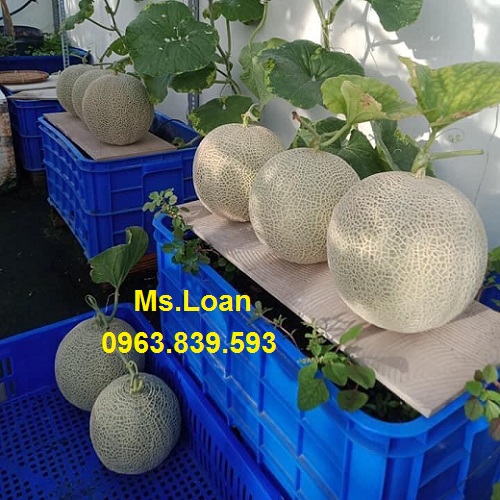 song-nhua-bit-trong-cay.jpg