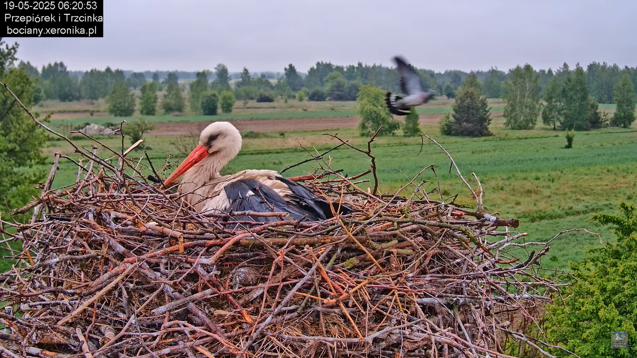 19052025bociany9
