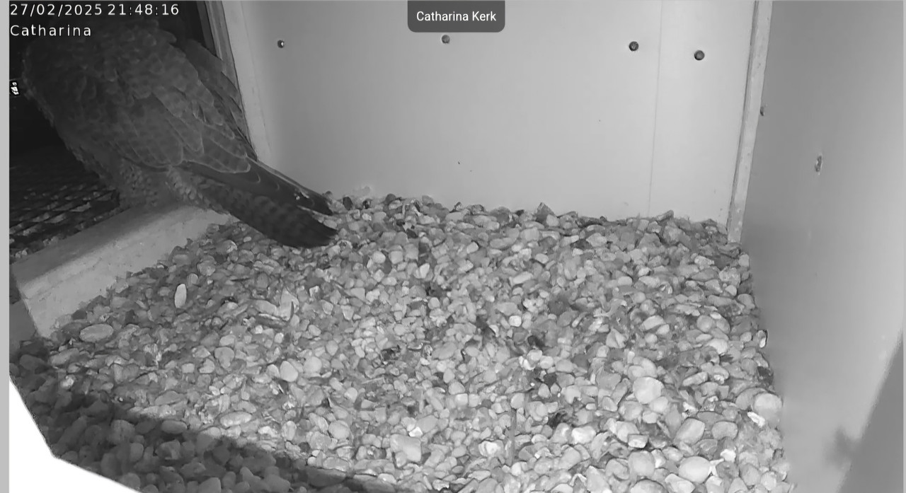 Screenshot_20250227_214823_Chrome