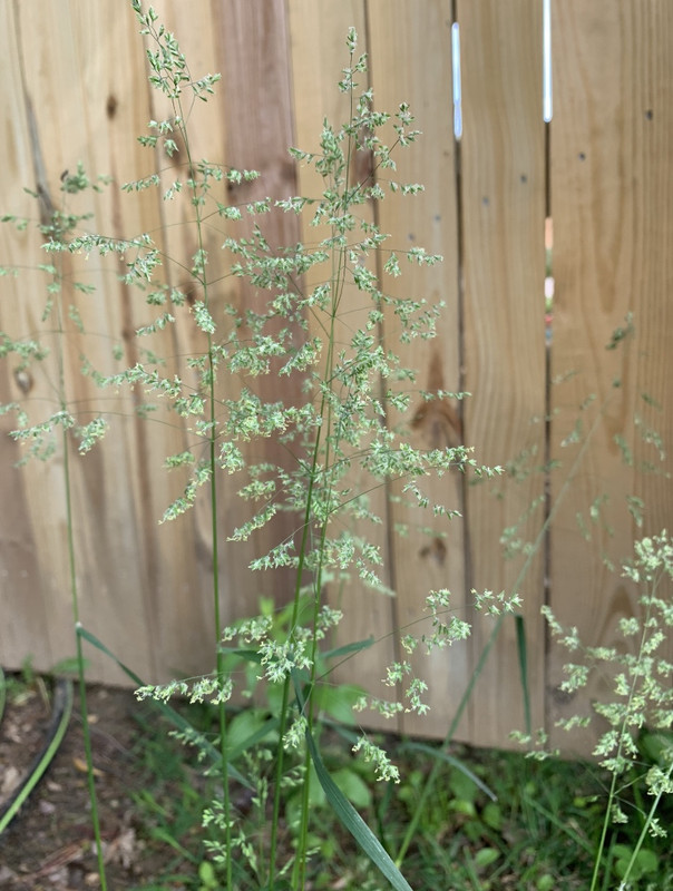 is this poa trivialis, nutsedge, or some other type of cool season