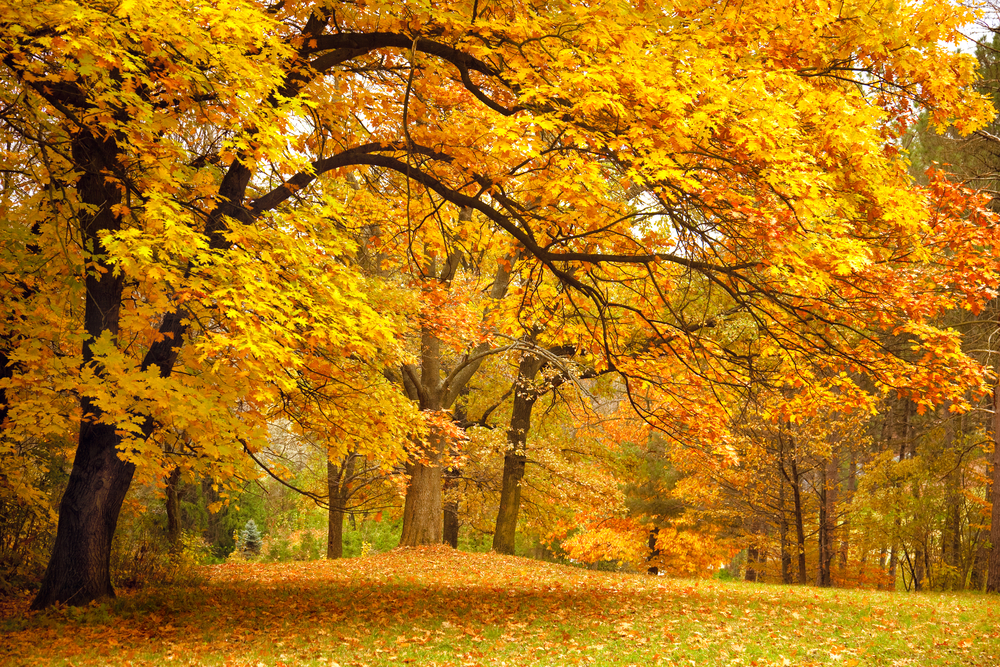 [Image: tree-species-beautiful-autumn.jpg]