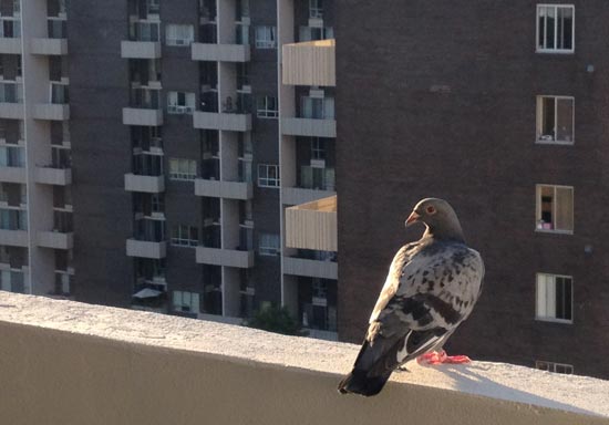 Защита от голубей на балконе - versace - Изысканный ремонт