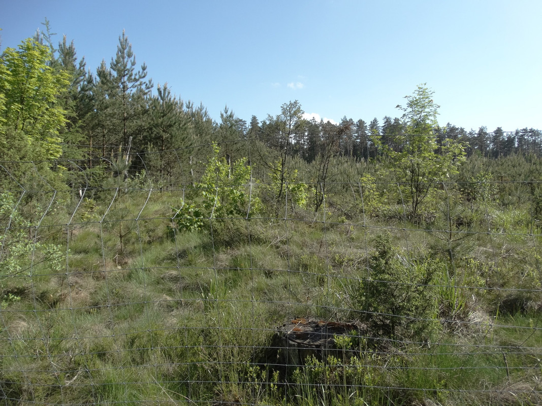 11 - DSC03897 (Czesio1)