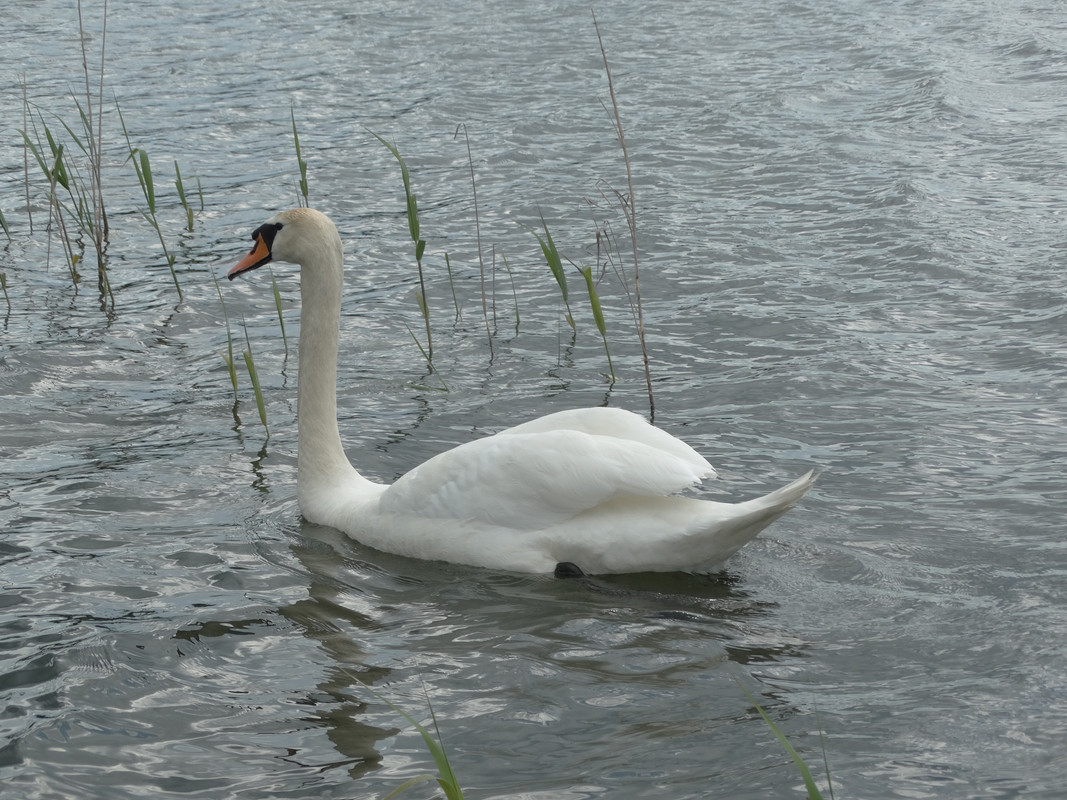 04 - DSC03761 (Czesio1)