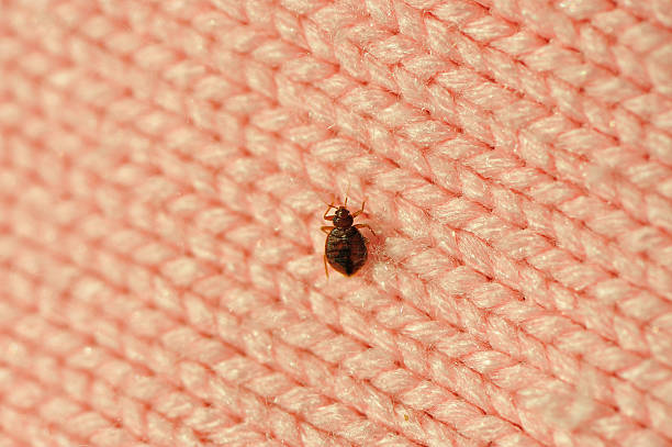 bed bug treatment Orlando