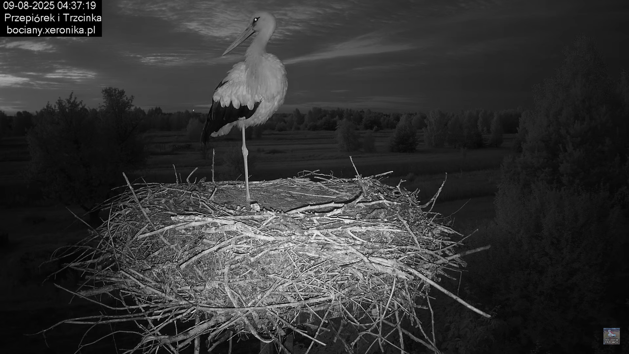 09082025bociany2