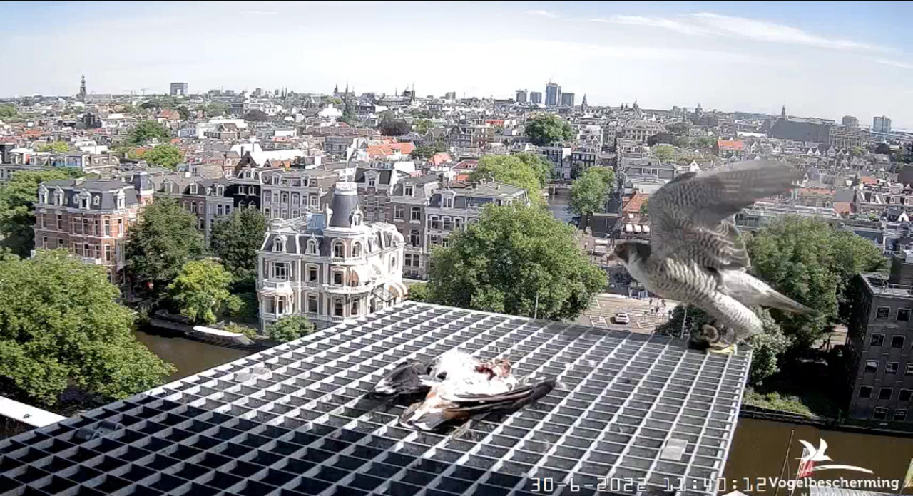amsterdam - Amsterdam/Rijksmuseum screenshots © Beleef de Lente/Vogelbescherming Nederland - Pagina 35 Video-2022-06-30-114149-Moment-2