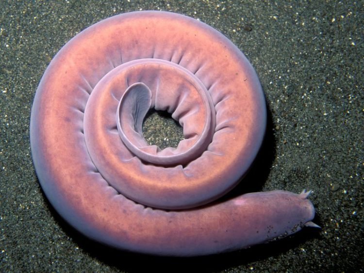 Hagfish yang sekilas mirip belut laut.