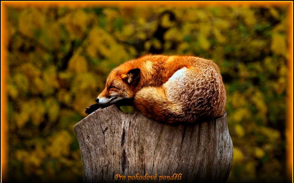 fox-1284512-960-720.jpg