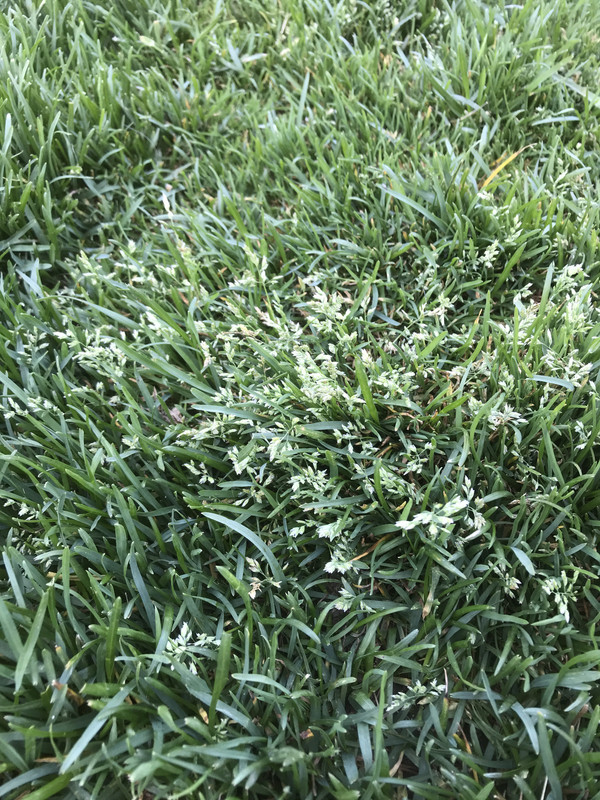 Using Scotts Products The Lawn Forum