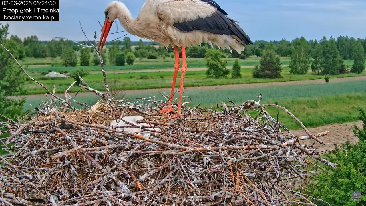 02062025bociany4