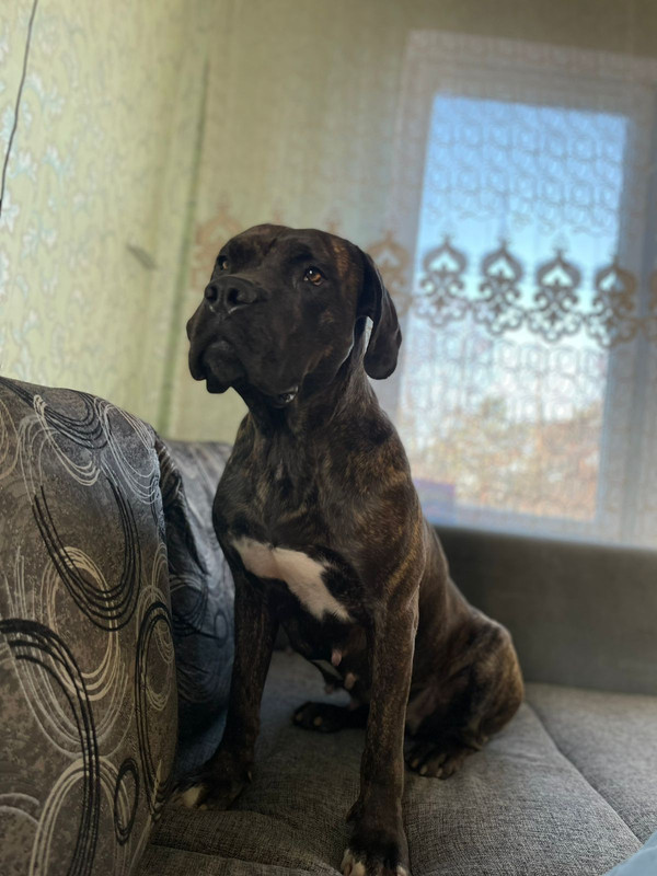 CDA6EB7F-6B63-4D4C-B1AE-D2DCDBA1AC36