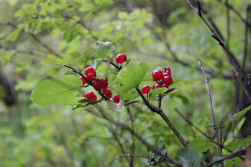 Волчеягодник