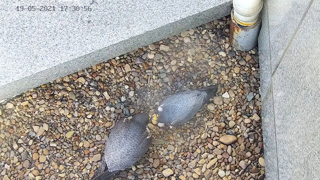 capture_19052021_144016