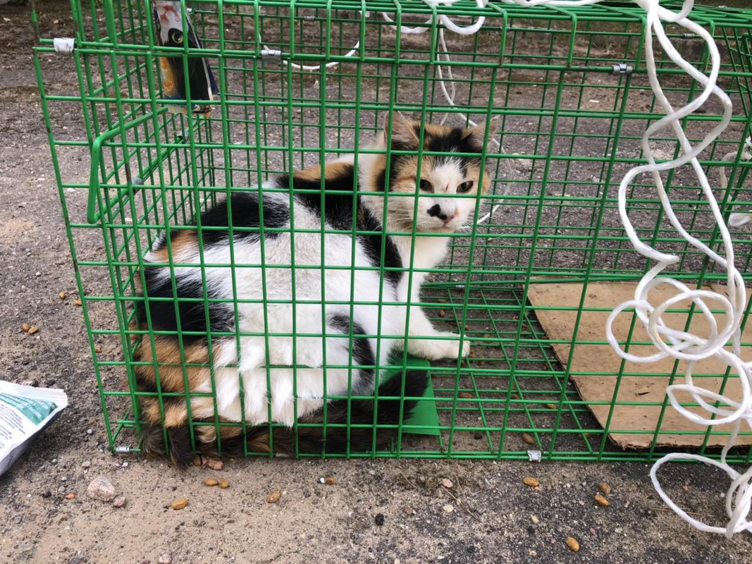 беременная