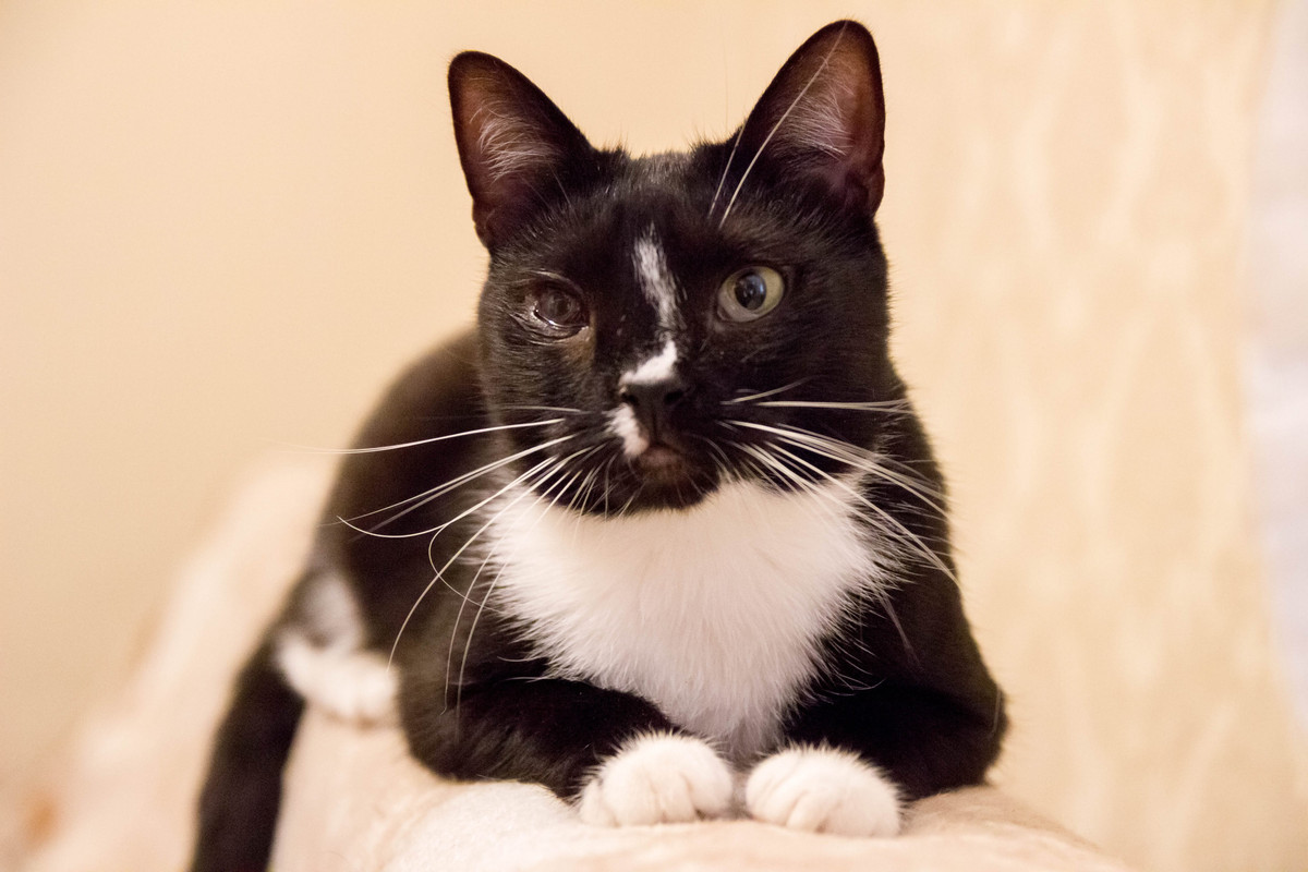 черная с белым-1