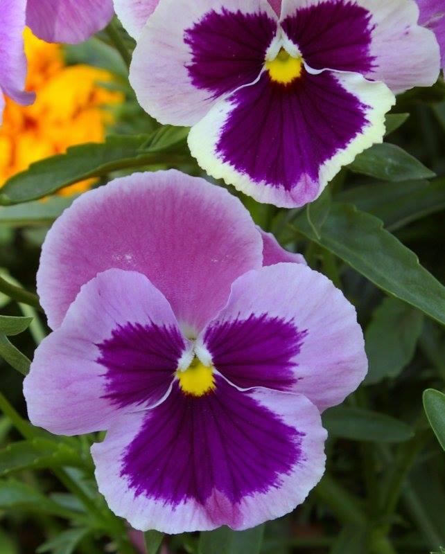 468427993-10160009494681986-1469666030602901259-n