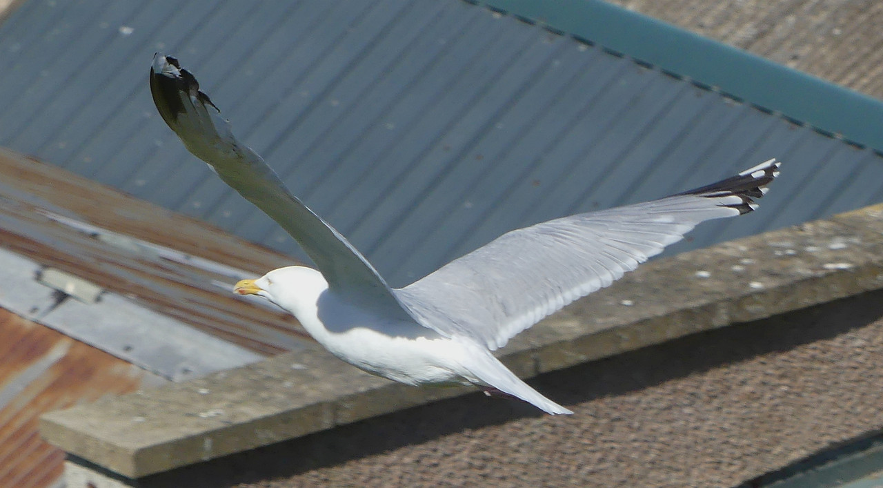 HERRING GULL 2 110824