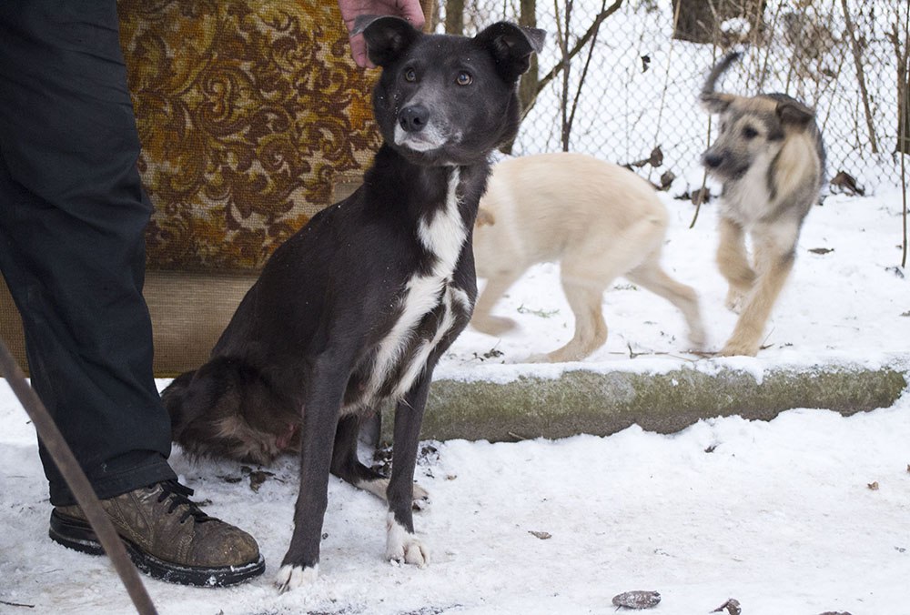 зося и щенки3