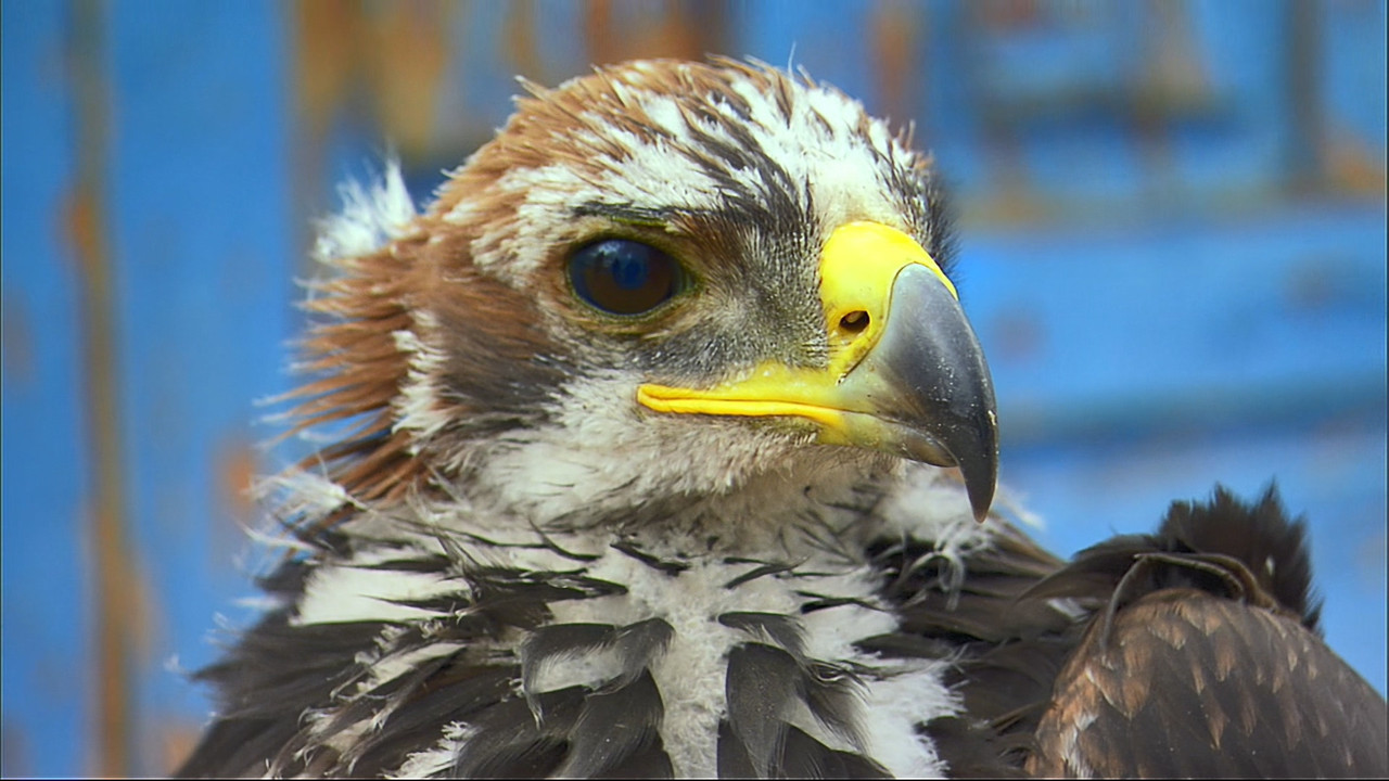Human Planet (2011) - S01E01 - Oceans - Into the Blue (1080p Blu