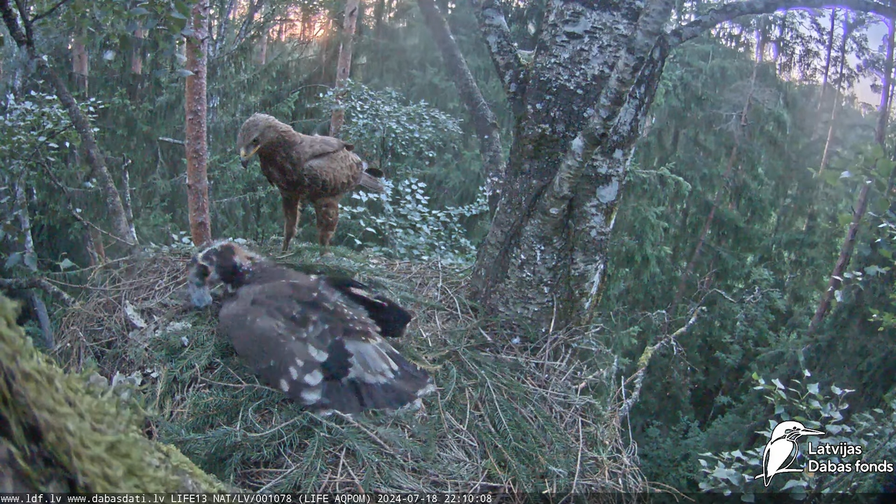 Mazais ērglis (Clanga pomarina), ligzda bērzā - LDF tiešraide 16-42-18 screenshot