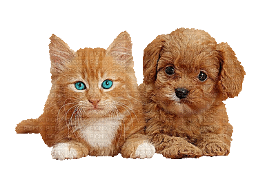 Lundi 19 Novembre 2018 IMAGE-CHAAT-CHIEN-A