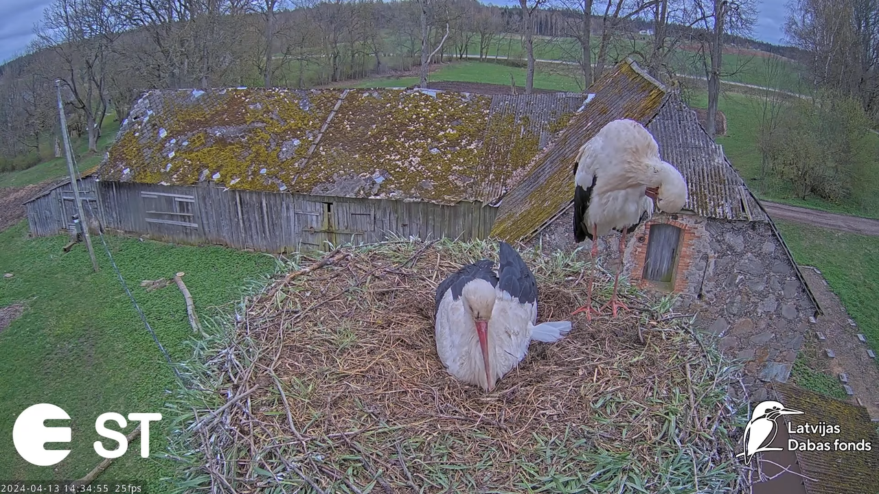 Baltie stārķi (Ciconia ciconia) Tukuma novadā - LDF tiešraide __ White storks in Tukums, Latvia 6-33