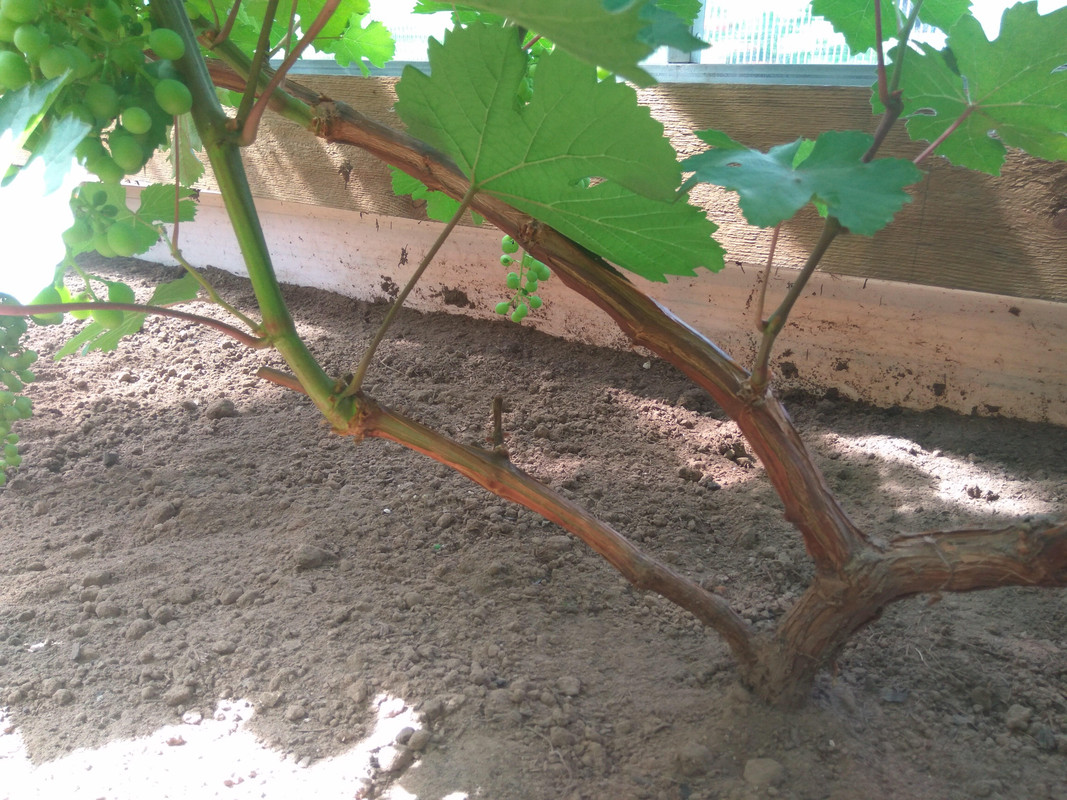 Астраханиский розовый (фото от 11.07.2018)..