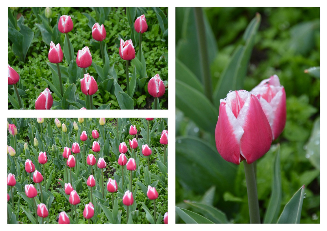 Новый коллаж.jpg 19