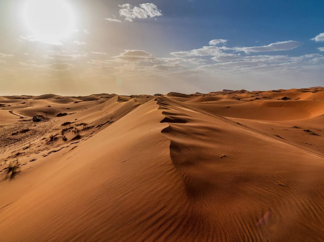 Datos Curiosos: El desierto del Sahara era una selva tropical