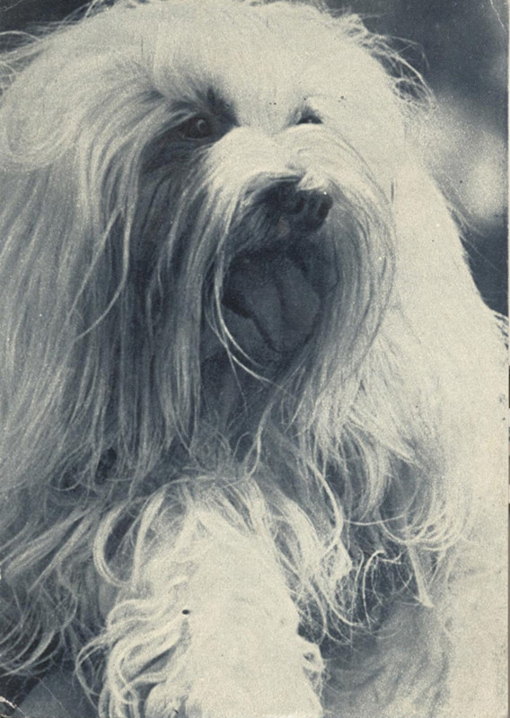 Мальтийская болонка 1969 Планета 13