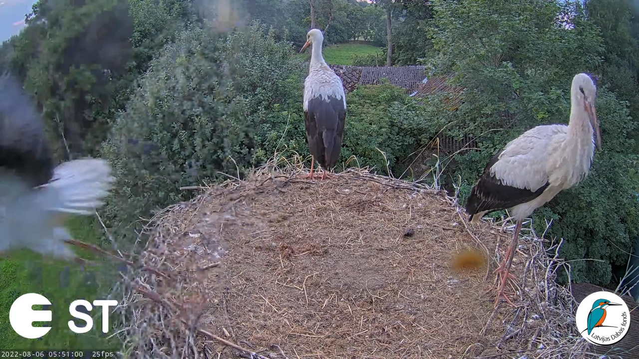 Baltie stārķi (Ciconia ciconia) Tukuma novadā - LDF tiešraide __ White storks in Tukums, Latvia 7-46