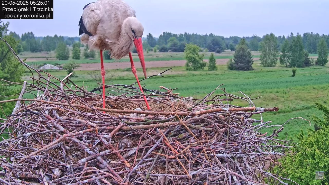 20052025bociany14