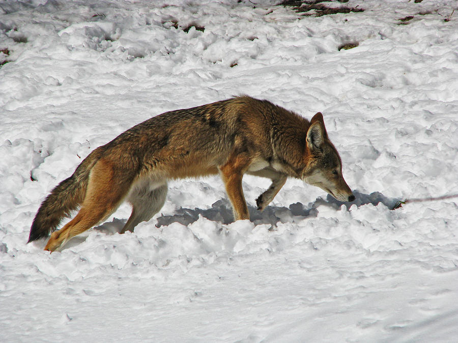 red-wolf-stock-19-by-hotnstock-d3hq00c-fullview.jpg