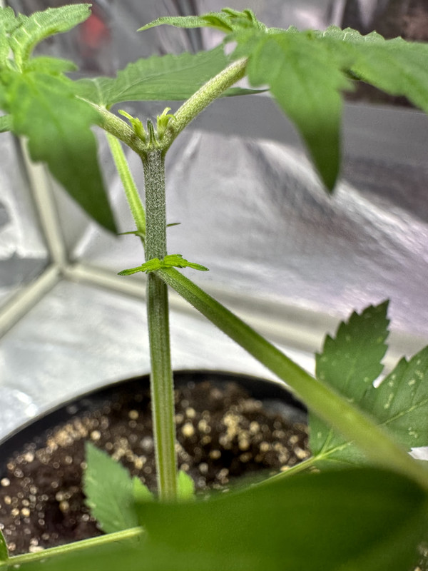 1C83CC7A-FAF1-4496-9079-B58FAF84A4C4