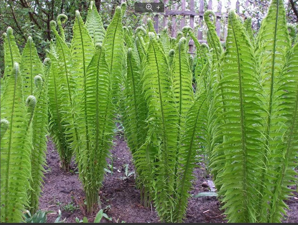 папоротник2