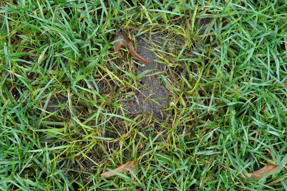 TGA 20220111 (von 20201009)