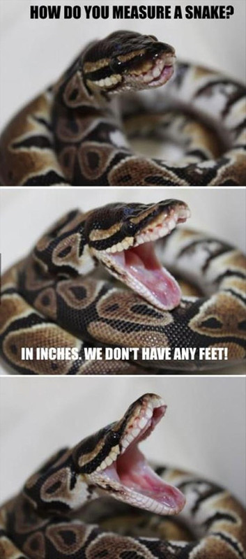 youre-hisss-terical