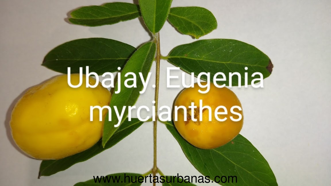 huertasurbanas_com_20191221_223351ubajay-8