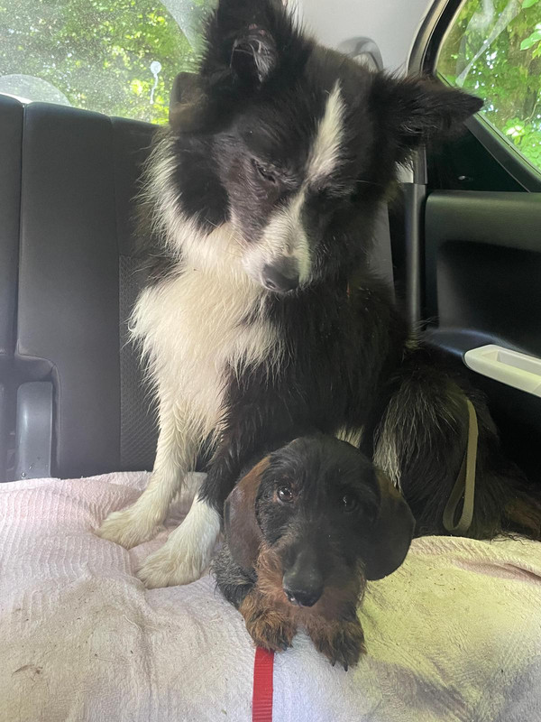 [Image: IMG-20230806-WA0002.jpg]