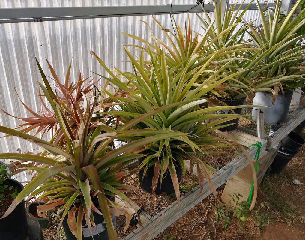 PineapplesJan3#2