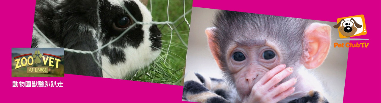 寵物頻道 2026年3月推薦節目