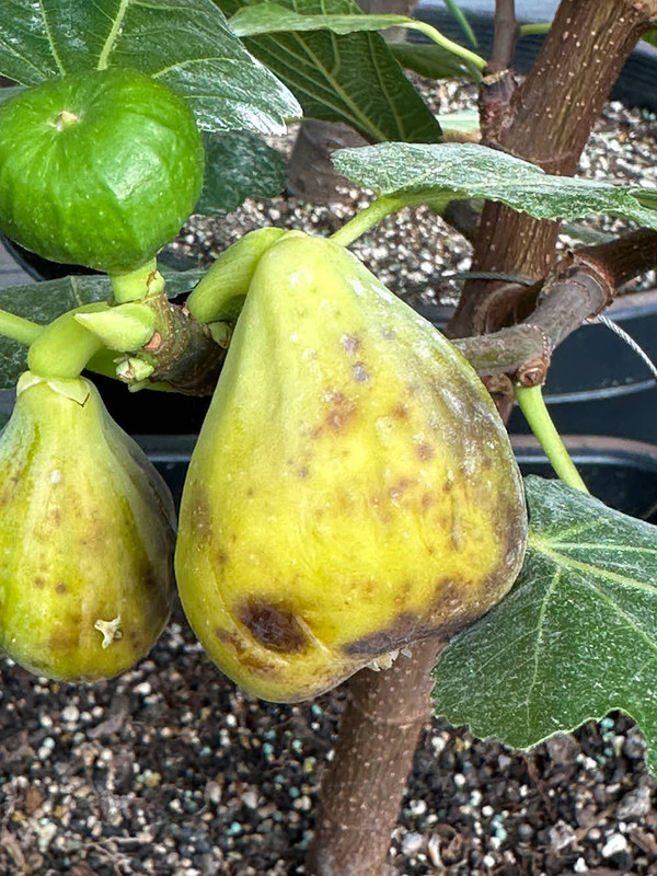 figs.jpg